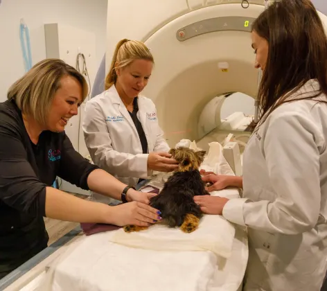 A dog getting an MRI at Specialists in Companion Animal Neurology